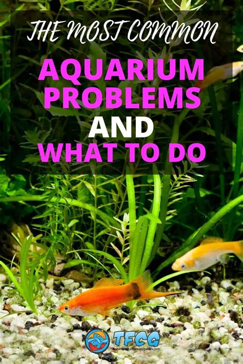 aquarium advice|aquarium problems fish dying.